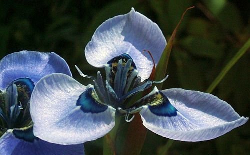 Moraea gigandra - Moraea - 10 Samen