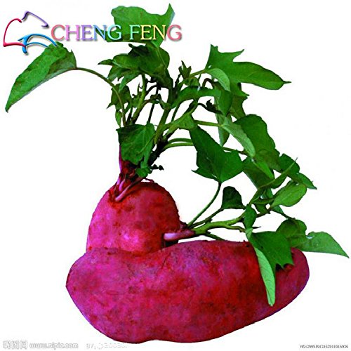 50pcs / bag High Yield Gemüsesamen Ipomoea Batatas Samen Riesen Süßkartoffel Pflanze Essbare grünes Blattgemüse - 2