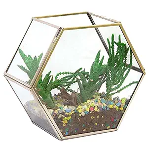 Urban Plant Hexagonal Glass Terrarium Table Top Artware