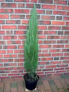 2x Blaue Raketenwacholder 120-130cm - Juniperus Blue Arrow Immergrün + Dünger