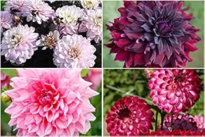 FERNSFLY Flower Bulbs IMP. Dahlia | Dhalia | Dahalia Perennial Flower Bulbs Excellent Quality Attractive Aromatic Flower Home Outdoor Gardening Flowering Bulbs (Pack Of 3 Mutli Collection)