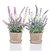 Produktbild YQing 2er Set Künstliche Faux Töpfe Pflanzen Mini Lavendel im Topf, Kunststoff Fälschung Blumendekoration für Haus Büro Garten