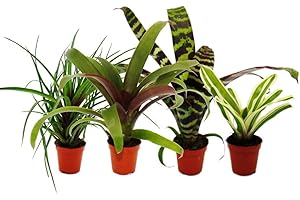 Exotenherz Mini-Bromelien-Set "Nature's Touch" - 4 Pflanzen mit ausgefallener natürlicher Optik - 5,5cm Topf