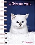 Kittens 2015 by 