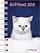 Kittens 2015 by 