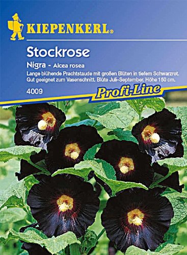 Stockrosen 'Nigra'