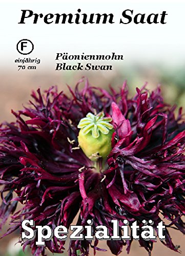 Päonienmohn Black Swan 60 Samen