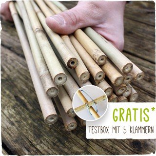 Bambusstäbe - Bambusstangen 152 cm lang/ 10-12 mm dick