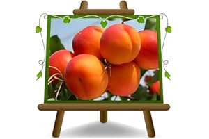 EURO PLANTS VIVAI Abricotier Paviot arbre de Abricotiers plante fruitière sur un pot 24-26 cm. Hauteur maximale 180 cm. - age 4 ans