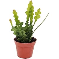 Exotenherz - Epiphyllum anguliger - Krokodilschwanz-Kaktus, 9cm