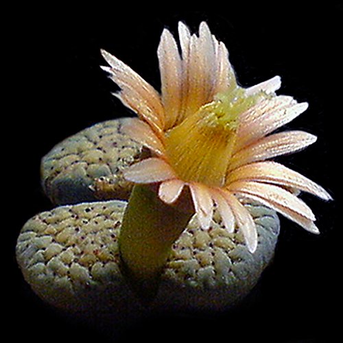 Lithops Mischung – Lebende Steine – 20 samen - 6