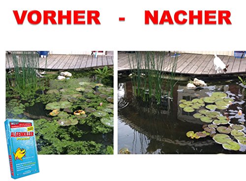 Weitz Algenkiller Protect – 300g – für bis zu 20 000 Liter Teichwasser – POWERHAUS24 Pflanzkorb! - 2