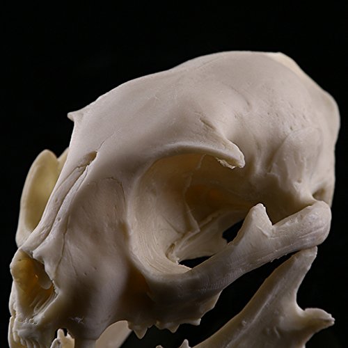 Gazechimp weiß Katze Schädel Figur Replik Lehr Skelett für Aquarium Haus Party Dekor - 6