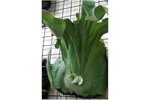 Platycerium wandae - Fougère corne d élan - 10 graines