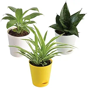 Ugaoo Indoor Air Purifier Plants For Home With Pots - Spider Plant, Peace Lily, Sanseveria Green