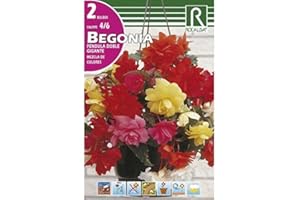 ROCALBA BEGONIA – PÉNDULA DOBLE GIGANTE MEZCLA DE COLORES – 2 UD