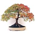 Creative Farmer American Maple Bonsai Suitable Tree Seeds, Very Beautiful Garden/Indoor Tree