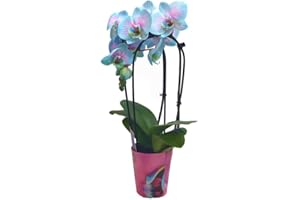Garden Center shop by VM ORCHIDÉE Wonder Arc M12 45CM |Couleur Bleu|PHALAENOPSIS| Plante D'Intérieur Naturelle| DÉCORATION