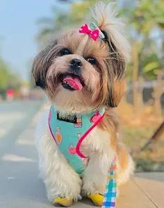 Harry Potter - Potions in Motions Dog Harness - by Mutt of Course (Color - Green) (Extra Small Size)