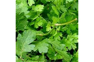 MONDOPIANTE Pianta Prezzemolo Vaso 14cm, Altezza 30/40cm