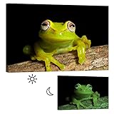 Pared Imágenes startoshop, pilas Lienzo imágenes o etiqueta Papel pintado fotográfico, rana...