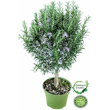 Rosmarin Baum - Stamm - Stämmchen - Rosmarinus officinalis