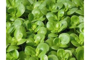 Just Seed Purslane - Golden - 2500 Seed