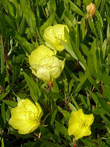 Oenothera missouriensis – Nachtkerze, 3 Pflanzen - 2
