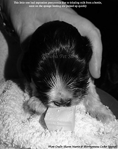 Nursing-Sponge-Kit-8-Wedges-oring-Feeding-Syringes-Puppy-Kitten-Lifesaver