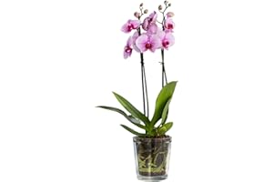 TREND FOR HOME Maceta Redonda para Orquídeas 13.5 cm Cubeta para Flores de Vidrio Transparente Plantador de Flores de Cristal Macetas Decorativas | 1000 ml | ⌀ 12.5 cm | Orchid