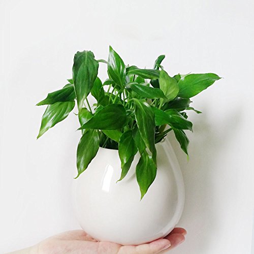 innoter wandhängende Sukkulente Übertopf für Outdoor Garten Terrasse Sukkulente, Übertopf Topf, Mini weiß rund Keramik Hydrokultur wandhängende Pflanztopf - 8