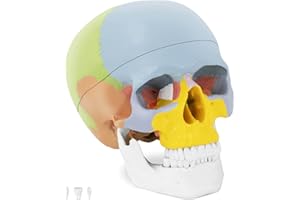 PHYSA WELLNESS & LIFESTYLE Physa Crâne Humain Articulé Maquette Modèle Anatomique Didactique PHY-SK-3 (Plastique, Grandeur Nature, Mâchoire Mobile, Couleurs)