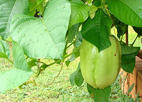 SAFLAX – Riesengranadilla / Königsgranadilla – 12 Samen – Mit Substrat – Passiflora quadrangularis - 6