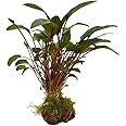 Aqua Essentials Cryptocoryne with Moss On Lava - Mini