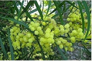 GENERIC Portal Cool Semi Mimosa Acacia Arbusto Árbol - pianta esotica del Mediterraneo con i Fiori gialli