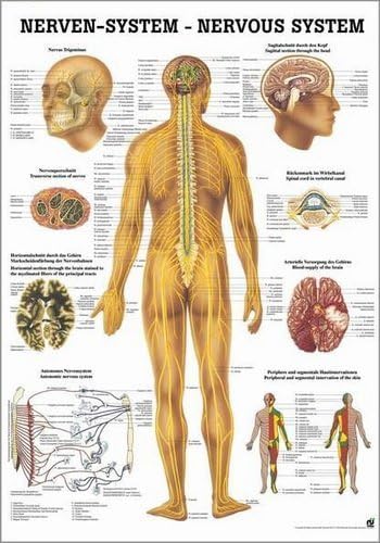 RUEDIGER mipo Anatomy Human 05lam Nervous System Chart Laminated, 24 x 34 cm