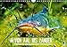 Produktbild Von Aal bis Zander: Fische in europäischen Gewässern (Wandkalender 2017 DIN A4 quer): Heimische Raubfische: Unter Wasser auf der Lauer ... Tiere) [May 27, 2016] CALVENDO, k.A.