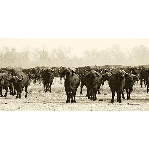 Pitaara Box African Buffalo Herd | Peel & Stick Vinyl Wall Sticker for Bedroom & Living Room | 32.6 x 16 inch (83 x 41 cms)
