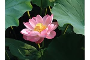 VL VILLORE Flor de Loto Nelumbo Nucifera – 30 Semillas Premium | Edición Pro Master