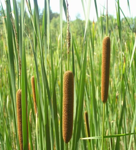 Schmalblättriger Rohrkolben / Typha Angustifolia im 9x9 cm Topf
