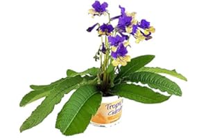 Fangblatt - Streptocarpus Harlequin Blue - afrikanisches Veilchen – Drehfrucht mit zarten Blüten – eine duftende und exotische Zierpflanze…