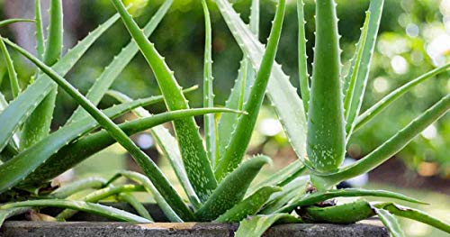 Creative Farmer Aloe Vera First Aid Live Plant Indoor and Outdoor Office/Home Garden Pack RS.299 (77.00% Off) - Amazon Creative Farmer Aloe Vera First Aid Live Plant Indoor and Outdoor Office/Home Garden Pack RS.299 (77.00% Off) - Amazon