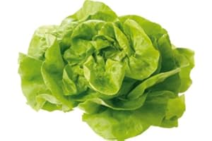 AMOREBIO Obst & Gemüse Bio Salat Kopfsalat rot / grün samenfest (1 x 1 Stk)