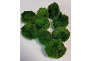 Zierfischtreff 5 Stück 4-6 cm Chladophora aegagropila - Mooskugel schafft kristallklares Wasser und nimmt Schwebeteile aus dem Wasser