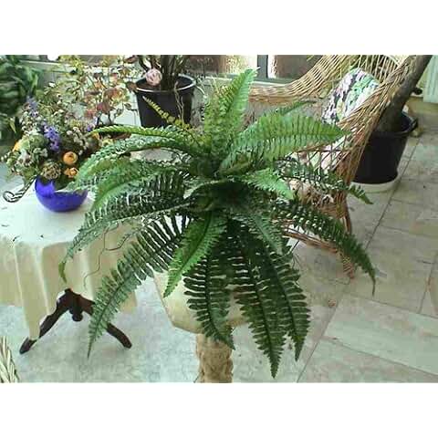 Suchergebnis auf Amazon.de für: künstliche Palmen: Garten