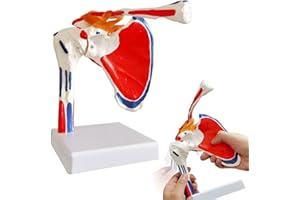EVOTECH SCIENTIFIC Evotech Shoulder Joint Model W/Muscle Insertions & Origins Painted, Medical Anatomy Skeleton Natural Cast For Accurate Representation, Life Size for Doctors Educational Tool, Medical Teaching Learning