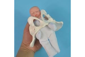 Spotimlody Female Pelvis Childbirth Model - Mini Female Pelvis&baby Model - Fetus/umbilical Cord/placenta-Childbirth Simulator Female Pelvis and Baby Model for Study Display Teaching Medical Model