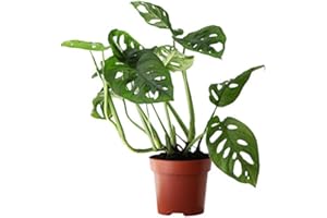 BEARDS & DAISIES Rare Indoor House Plant, Monstera Adansonii aka Swiss Cheese Plant, with Free Next Day Delivery; Carefully Packaged Comes with a Detailed Care Guide; Ideal for Home or Office & Improving Air Quality
