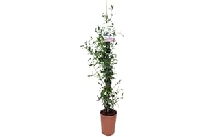 VERDECORA Jazmín Estrella - Jazmín Chino - Jazmín de Chile - Falso Jazmín Planta natural con flor de exterior (Maceta 5 Litros)