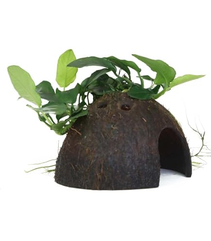 Korallen Deko WFW Moos-Höhle Aus Kokosnuss Mit Jav Produktbild-Vorschau 14